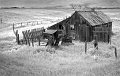 41 - Homesteaders shack - HIRNING DENNIS - united states (the)